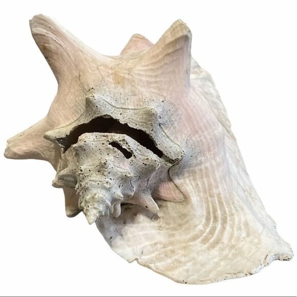 Large Beach Shell Decor - Picture 3 of 7